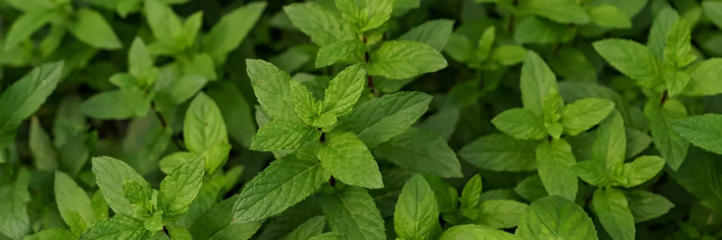 Header_Melissa_officinalis