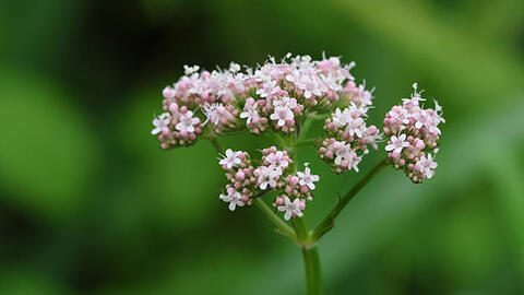 beneficios_valeriana