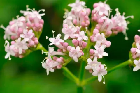previewimage_valeriana-officinalis