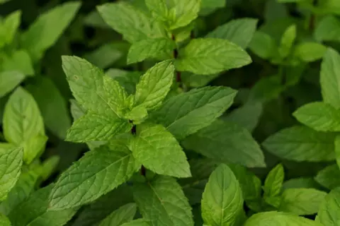 Header_Melissa_officinalis