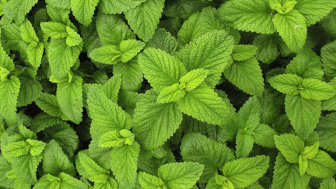 Melissa_officinalis