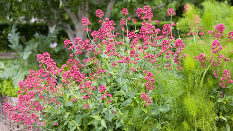 Valeriana officinalis
