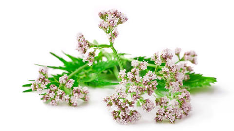 Valeriana_officinalis